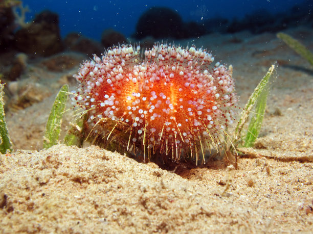红海刺海胆图片下载