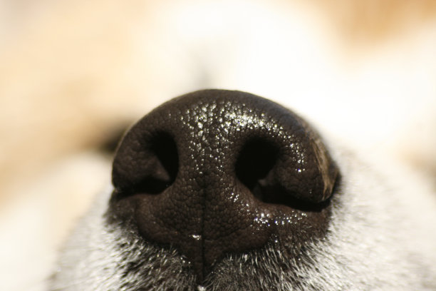 狗的鼻子图片下载