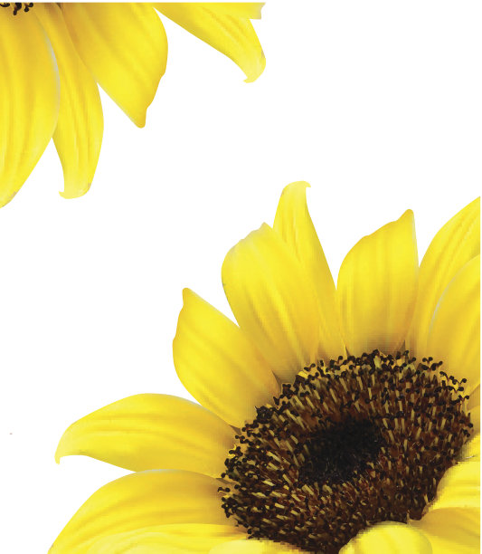 背景是黄色的向日葵。向量图片下载