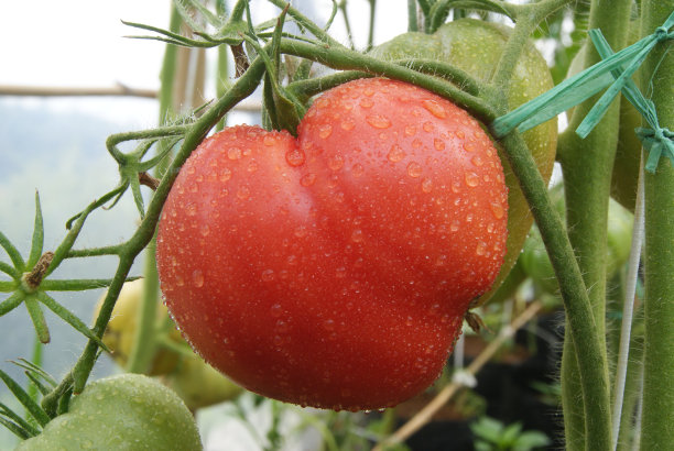 樱桃番茄图片下载