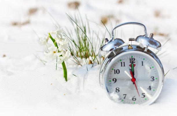 春天风信子的第一个花蕾。图片下载