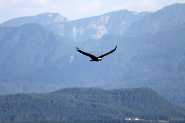 鹰图片下载