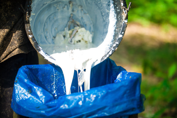 农家手捧着乳桶的橡胶树图片下载