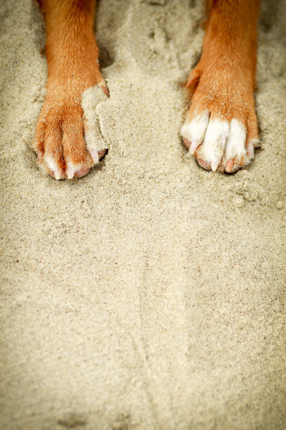 狗在黄沙里爪子图片下载
