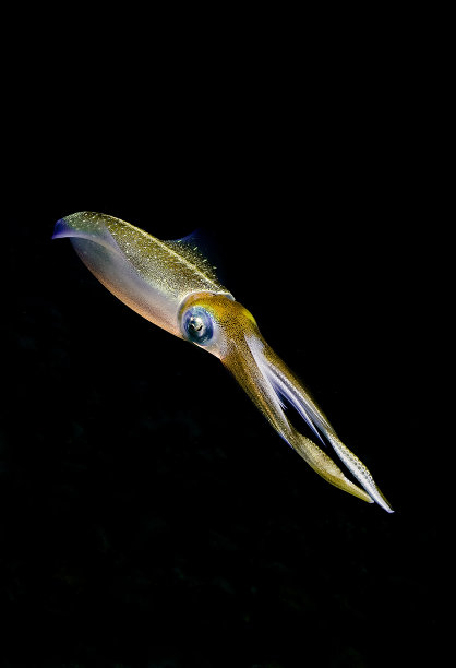 黑色背景下的海乌贼图片下载