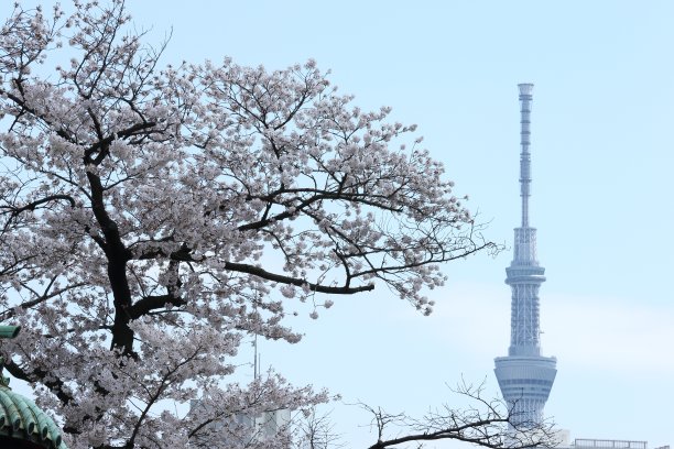 东京春天的城市景观图片下载