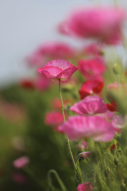 粉红色的罂粟图片下载
