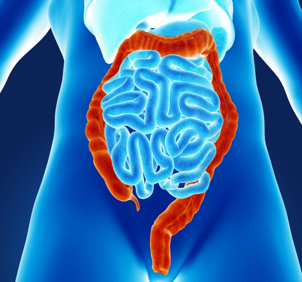 人类结肠图片下载