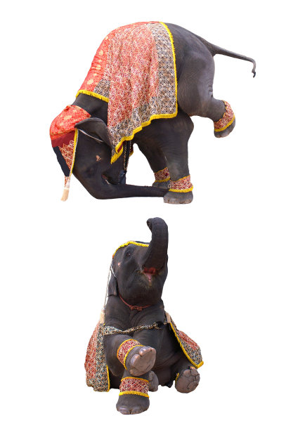 大象表演孤立图片下载