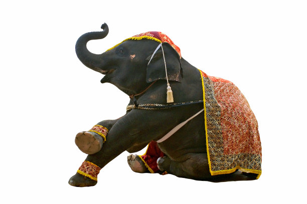 大象表演孤立图片下载