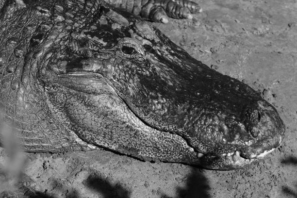 美国鳄鱼图片下载