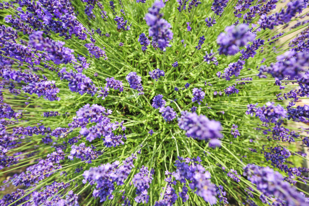 薰衣草图片下载