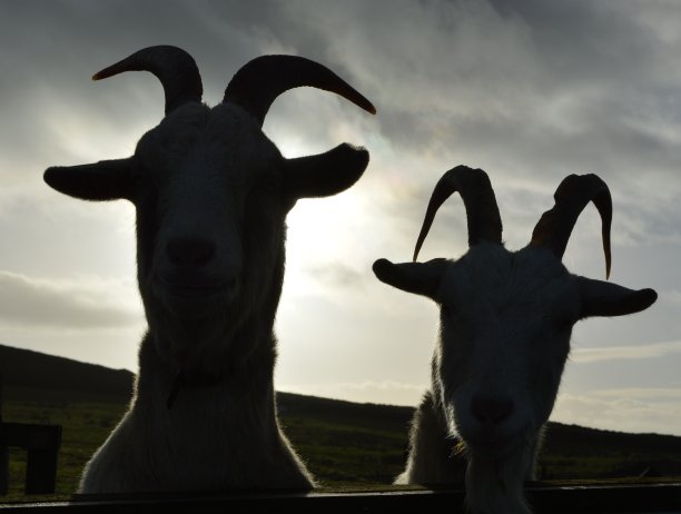 咧着嘴笑的山羊图片下载