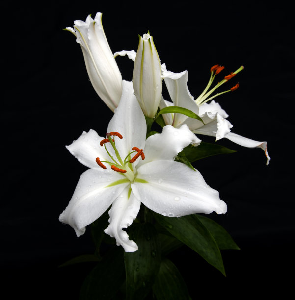 白百合的花图片下载