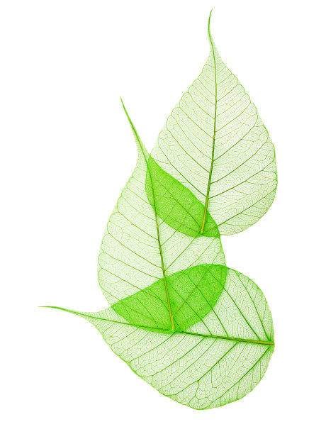大绿叶分离图片下载