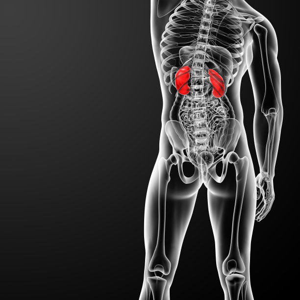 肾脏的3d渲染图图片下载