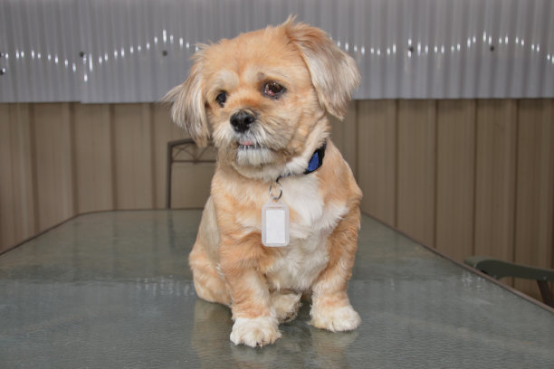 拉萨阿普索犬的狗图片下载