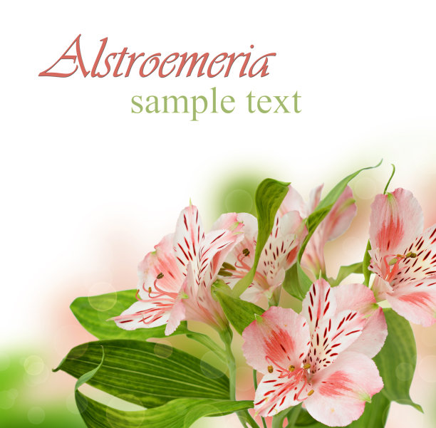 Alstroemeria花图片下载