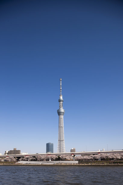 樱花和东京天空树图片下载