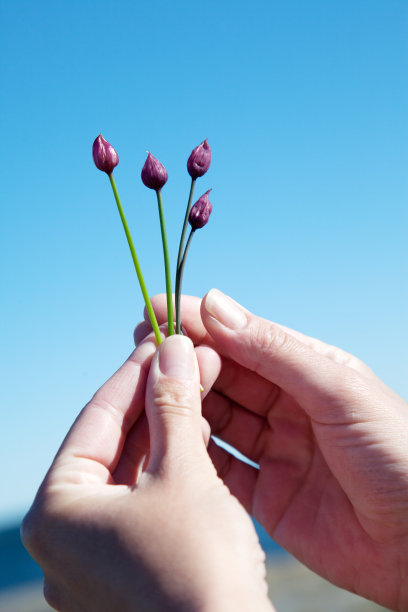 女人的手臂捧着葱花图片下载