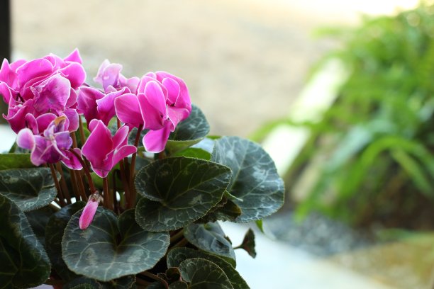 美丽的粉红色花朵图片下载