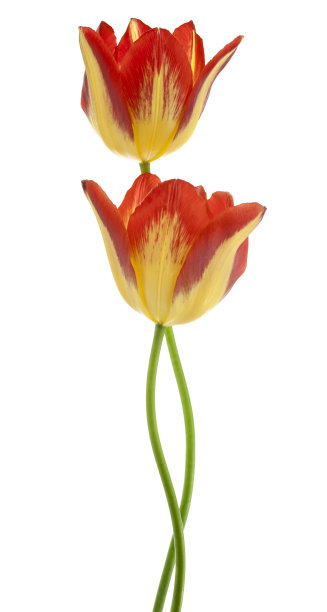 郁金香图片下载