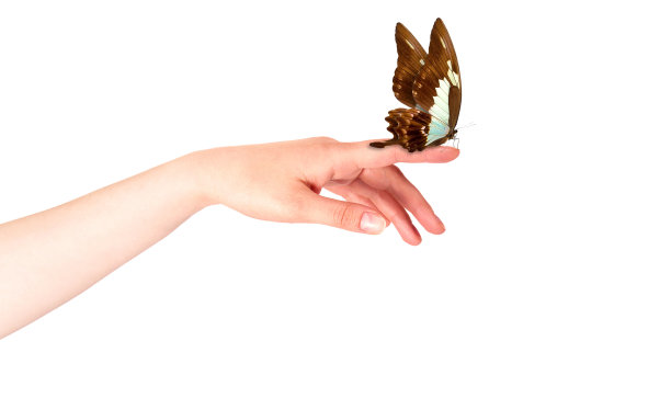 蝴蝶在女人的手上。在运动图片下载