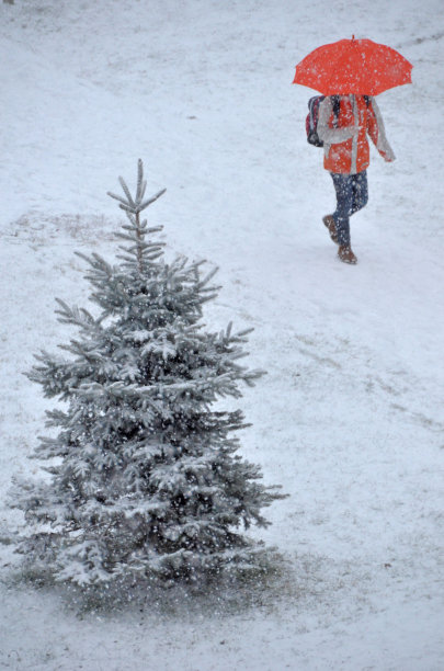 一个人撑着橙色的伞，云杉/冷杉树，飘着雪花图片下载