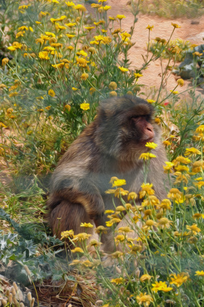 猴子的黄色的花图片下载