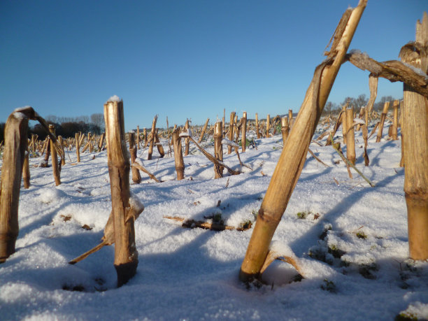 阿贝格恩特图片下载