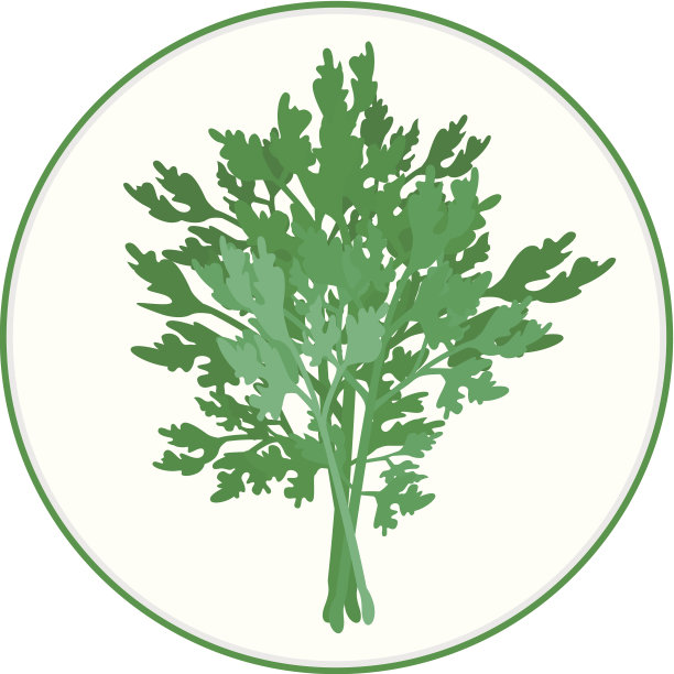 欧芹群图片下载