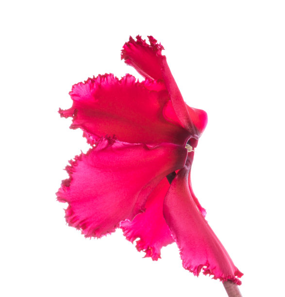 红色仙客来的花图片下载