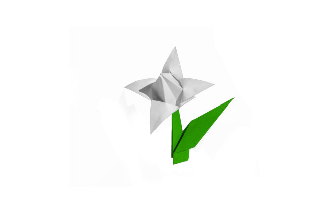 折纸花白色郁金香孤立图片下载