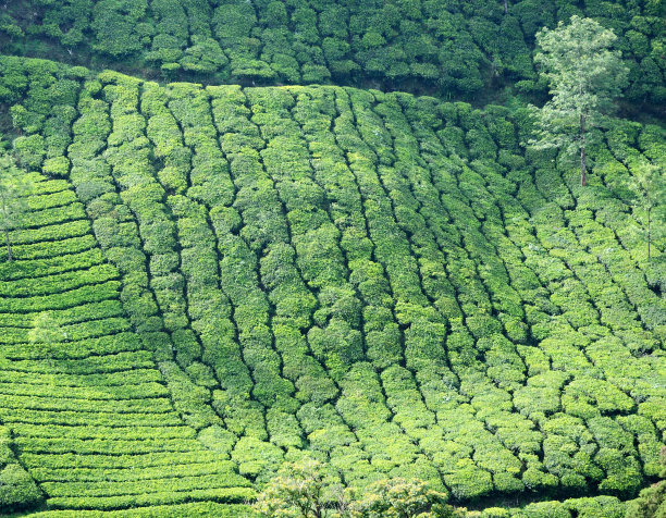 在印度一个海拔最高的茶园，一排排的茶树图片下载