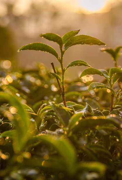 种植园里的茶叶图片下载