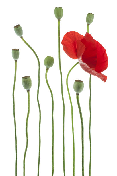 罂粟图片下载