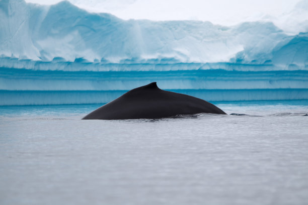 南极水域的座头鲸图片下载
