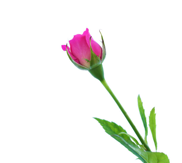 粉色玫瑰图片下载