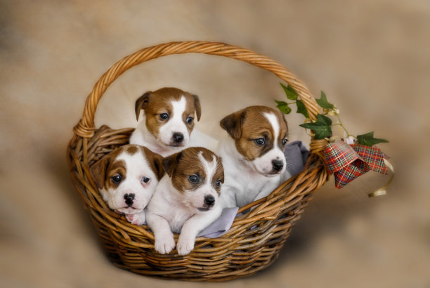 篮子里的杰克罗素小狗图片下载