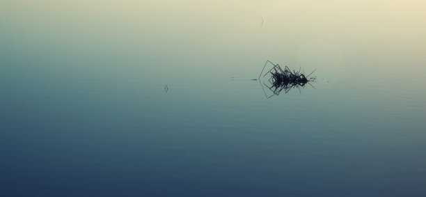 芦苇在静水中反射的极简意象图片下载