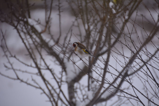 休息金翅雀图片下载