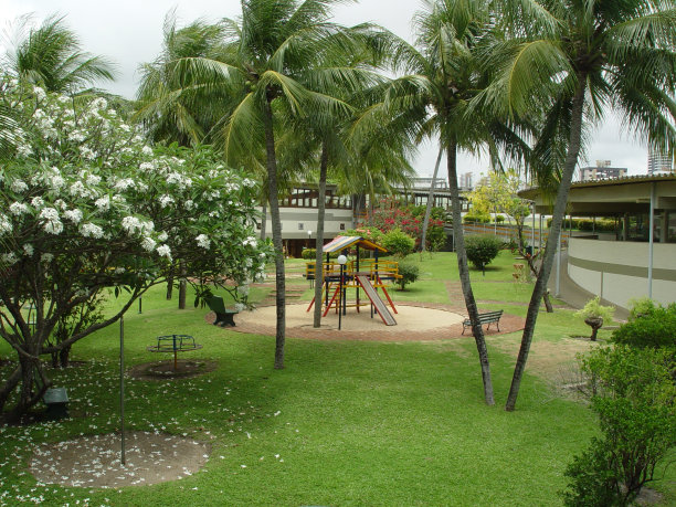 儿童游乐区的开花树木图片下载