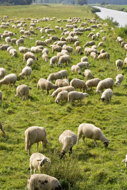 群绵羊图片下载