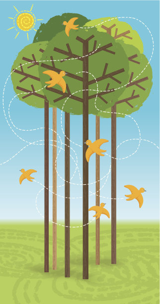 森林在夏天图片下载