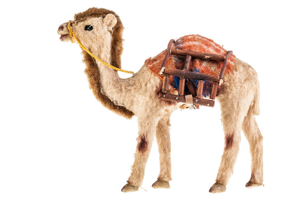 泰迪单峰骆驼图片下载