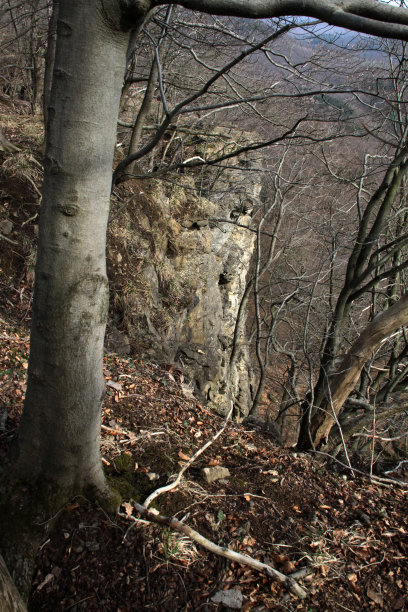 霍亨斯坦河上的森林图片下载