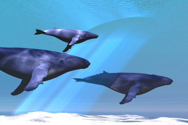 全光的图片下载