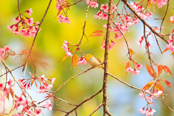 樱花和樱花上的白眼鸟图片下载
