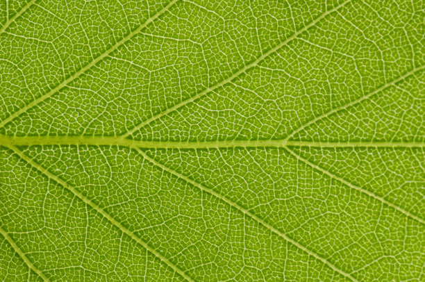 近距离观看绿色的树叶背景图片下载