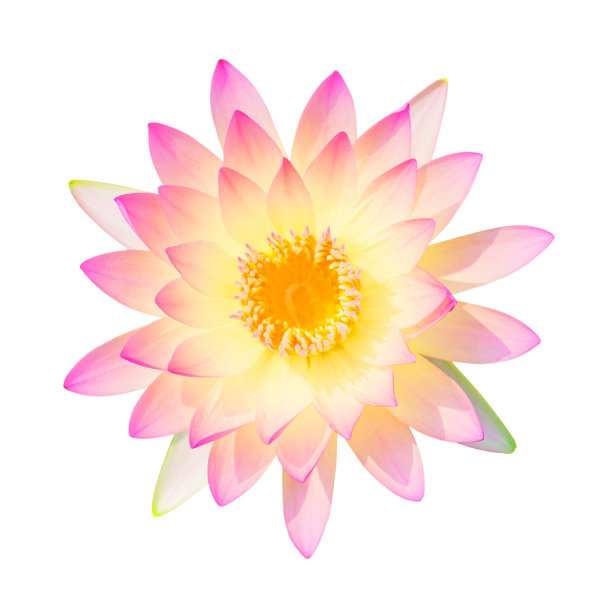 美丽的荷花孤立图片下载